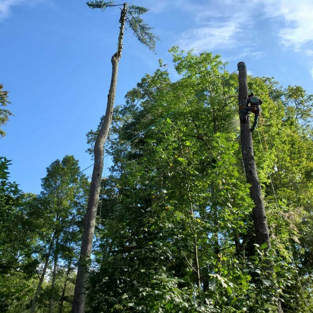 Tree Cutting Services in Franklin, NC - Mendoza Tree Expert (10)