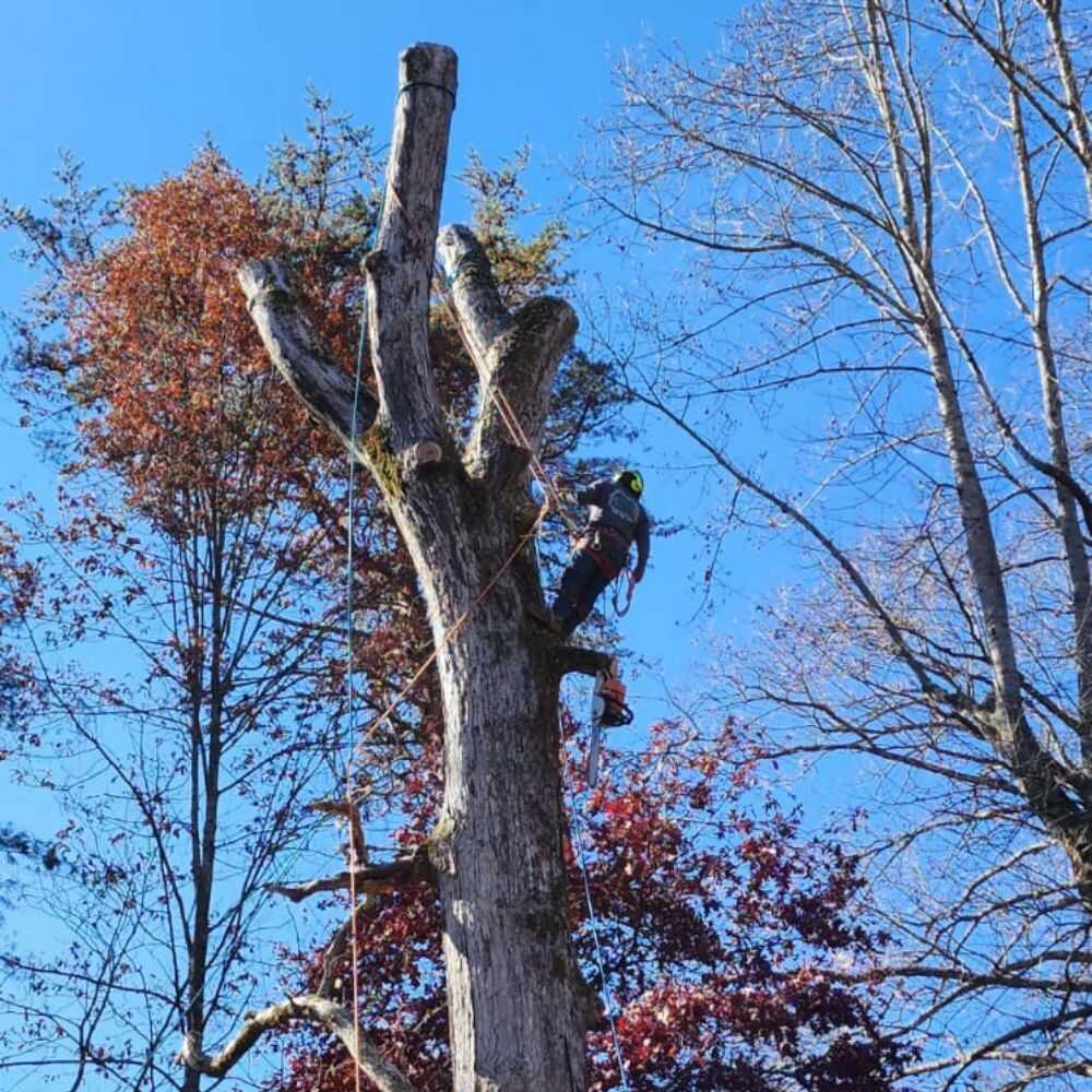 Tree Cutting Services in Franklin, NC - Mendoza Tree Expert (11)