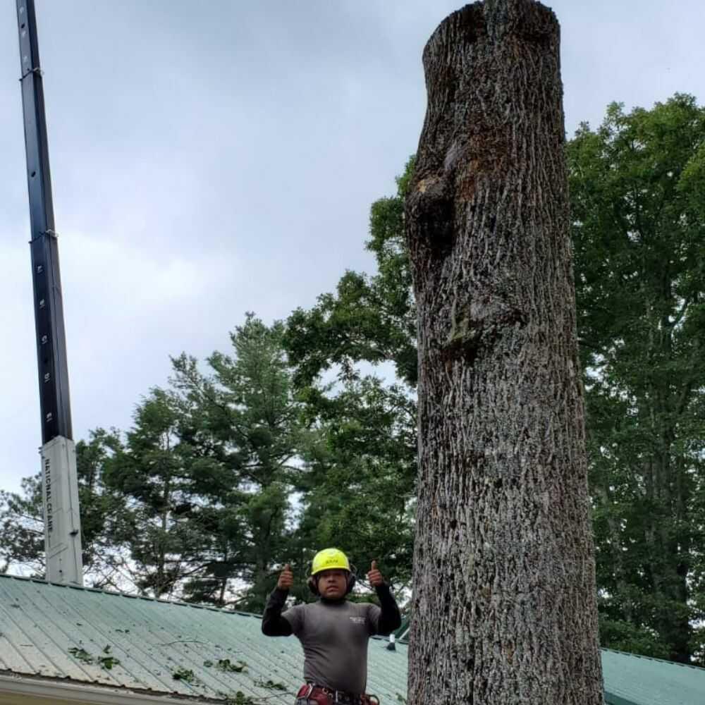 Tree Cutting Services in Franklin, NC - Mendoza Tree Expert (2)