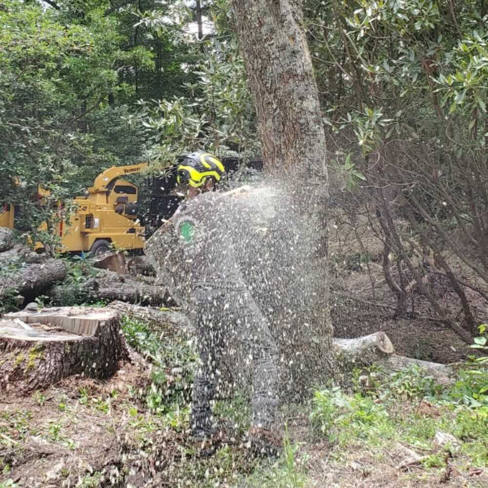 Tree Cutting Services in Franklin, NC - Mendoza Tree Expert (4)