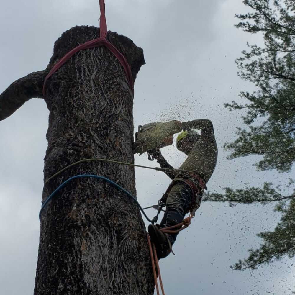 Tree Cutting Services in Franklin, NC - Mendoza Tree Expert (5)