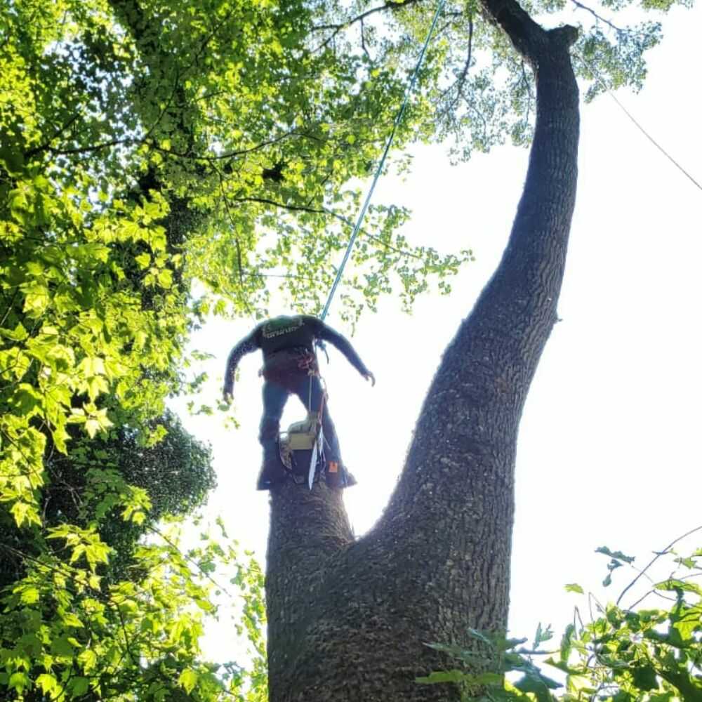 Tree Cutting Services in Franklin, NC - Mendoza Tree Expert (6)