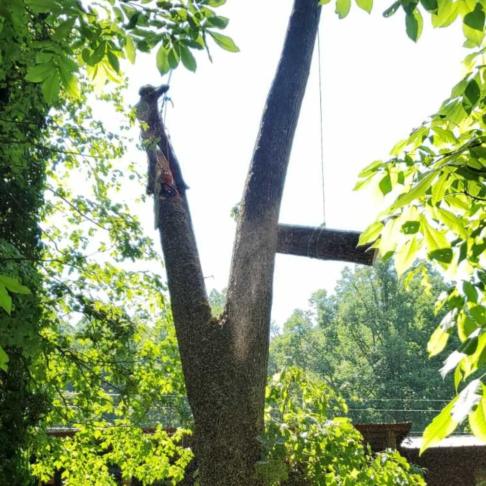 Tree Cutting Services in Franklin, NC - Mendoza Tree Expert (7)