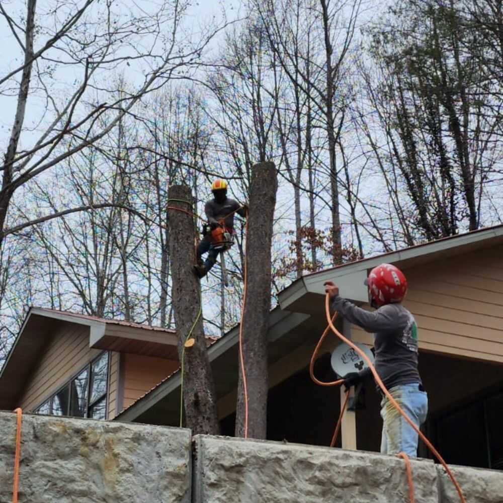 Tree Removal in Franklin, NC - Mendoza Tree Expert (3)