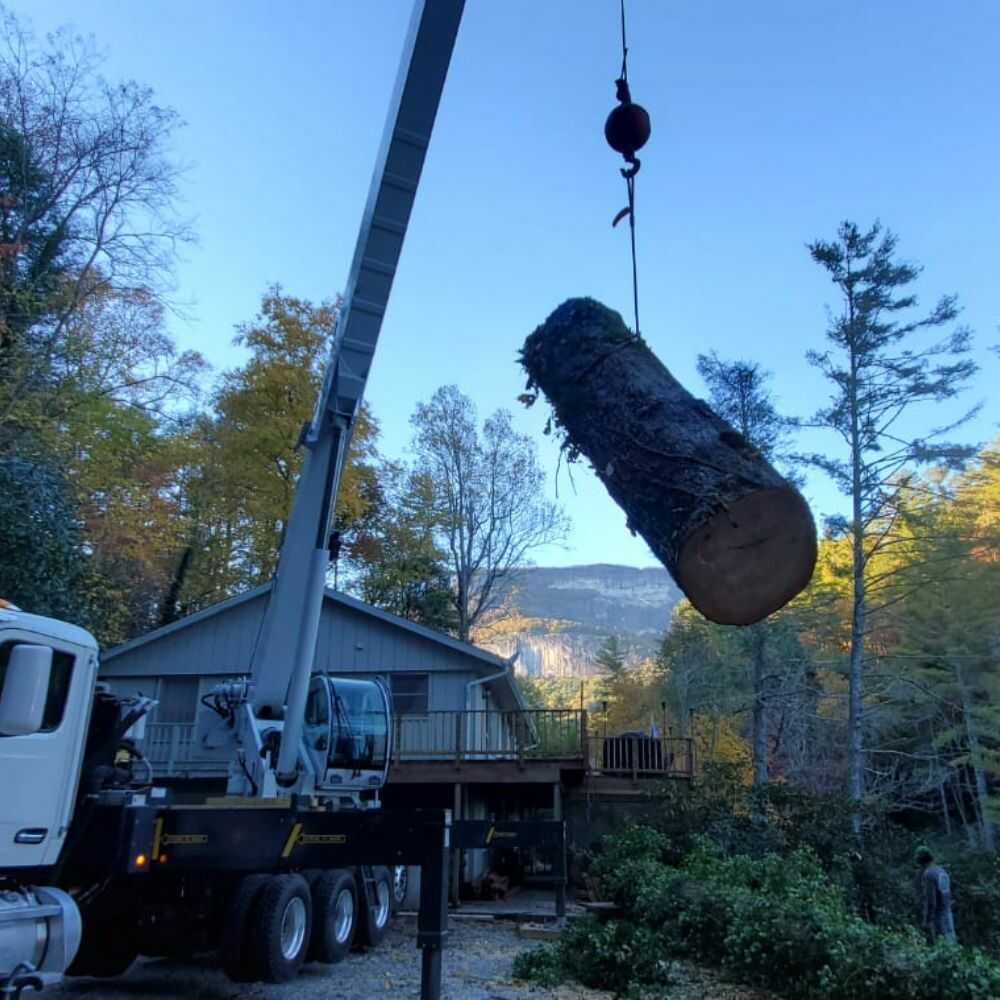 Tree Removal in Franklin, NC - Mendoza Tree Expert (4)