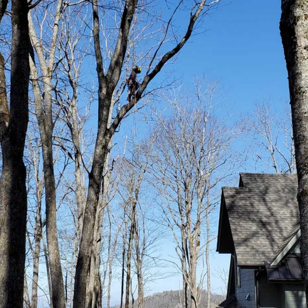 Tree Trimming in Franklin, NC - Mendoza Tree Expert (12)