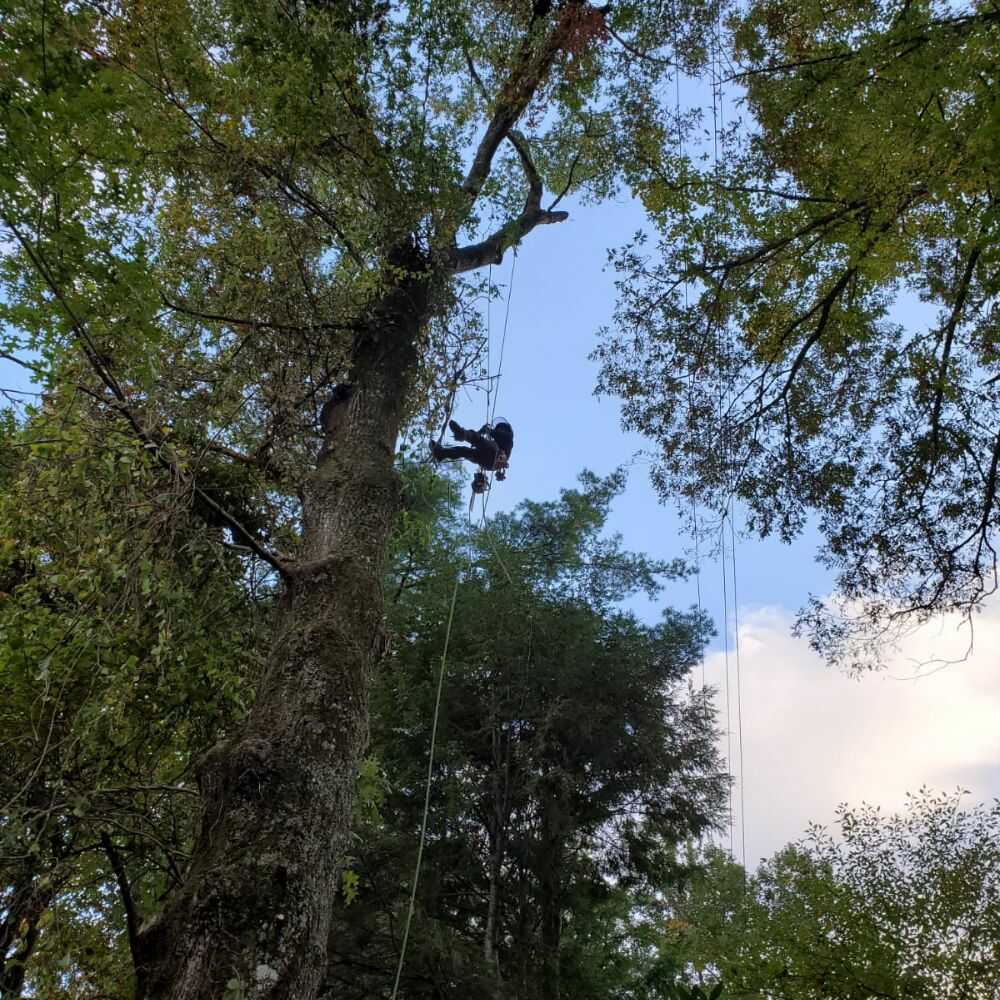 Tree Trimming in Franklin, NC - Mendoza Tree Expert (13)