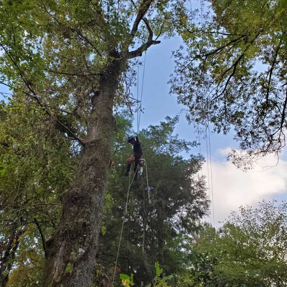 Tree Trimming in Franklin, NC - Mendoza Tree Expert (14)