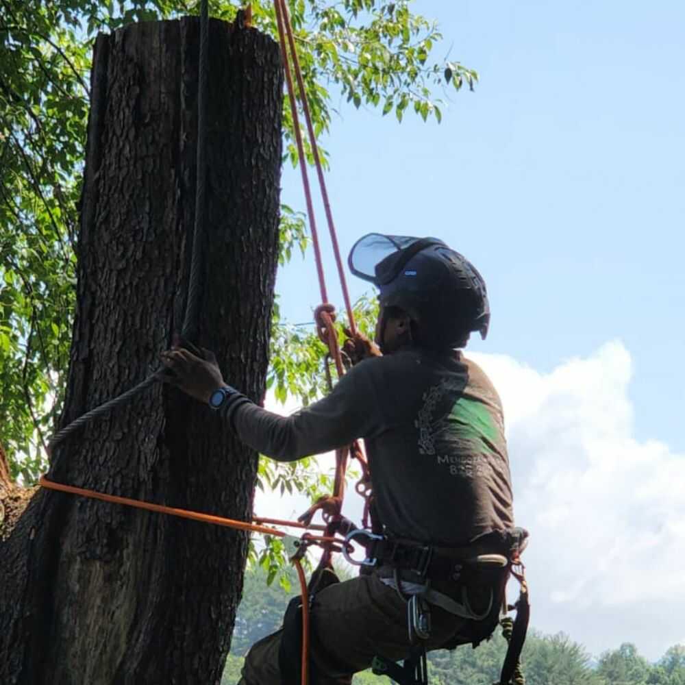 Tree Trimming in Franklin, NC - Mendoza Tree Expert (3)