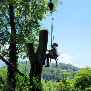 Tree Trimming in Franklin, NC - Mendoza Tree Expert