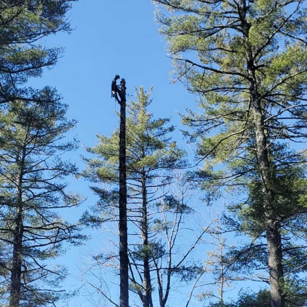 Tree Trimming in Franklin, NC - Mendoza Tree Expert (6)