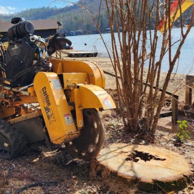 Stump Grinding service in Franklin, NC - Mendoza Tree Expert (2)