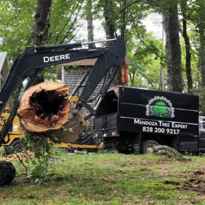 Stump Grinding service in Franklin, NC - Mendoza Tree Expert