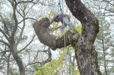 Tree Cutting Services in Franklin, NC - Mendoza Tree Expert (8)