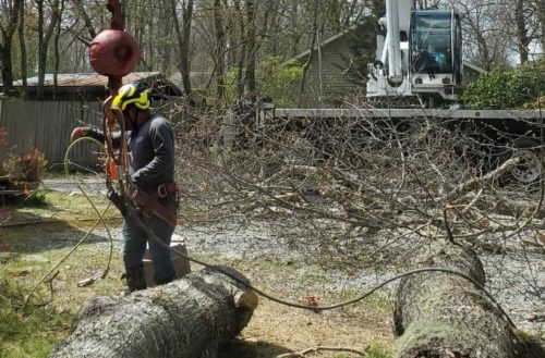 Tree Removal in Franklin, NC - Mendoza Tree Expert (2)