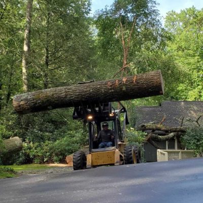 Tree Removal in Franklin, NC - Mendoza Tree Expert (6)