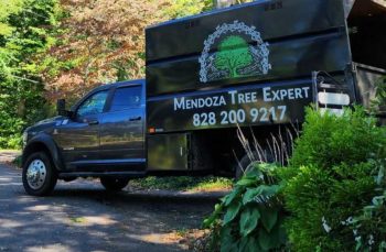 Tree Services in Franklin, NC - Tree Removal in Franklin, NC - Mendoza Tree Expert
