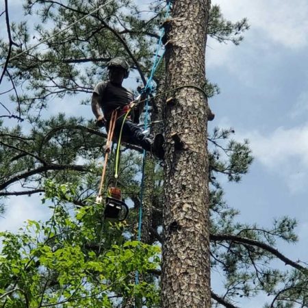 Tree Trimming in Franklin, NC - Mendoza Tree Expert (10)