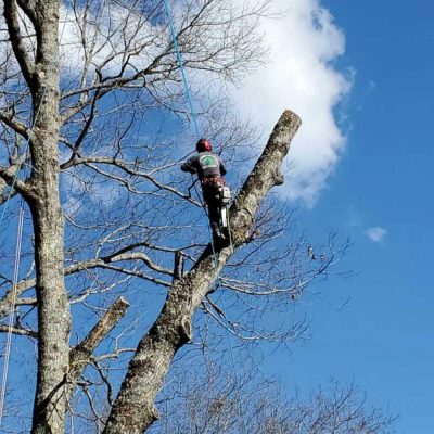 Tree Trimming in Franklin, NC - Mendoza Tree Expert (7)
